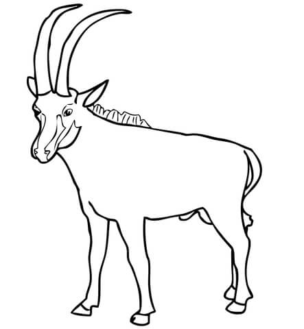 Sable Antelope From Sable Antelope Coloring Page